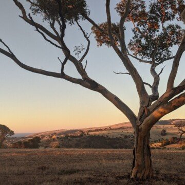 normanville-gumtree-view-web